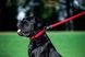Collar WauDog GLAMOUR - шкіряний нашийник для собак (без прикрас) - 18-21 см Чорний