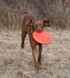Dexas OFF LEASH Frisbee Flyer - Офф-лиш Летающая тарелка с карабином - игрушка для собак
