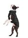 Collar AIRY VEST ONE жилет односторонний - одежда для собак - Черный, XS22