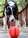 Dexas OFF LEASH Reaction Ball - Офф-лиш мяч с карабином - игрушка для собак
