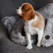 Harley and Cho FUR Blanket - меховой плед для собак и кошек - Коричневый, L %