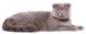 Collar WAUDOG Nylon Витраж - нейлоновый ошейник для собак - 20-30 см