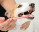 Vet Expert Caryodent Enzymatic Toothpaste - ензимна зубна паста для собак та котів - 50 мл