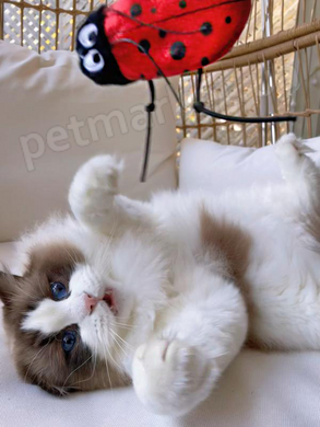 Kong Refillables Ladybug - игрушка со сменным блоком с кошачьей мятой для кошек Petmarket