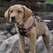 Coastal K9 EXPLORER L - нейлонова шлея для собак з нагрудником - Папороть Petmarket