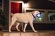 Planet Dog STROBE - Сяючий м'яч - іграшка для собак - Білий