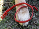 Over Zoo Bio Protecto Collar For Large Dogs - репелентний нашийник для собак великих порід - 75 см