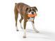 West Paw RUMPUS - Румпус - іграшка для собак -16 см, Оранжевий Petmarket