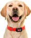 Collar WauDog GPS трекер для определения местоположения собак %