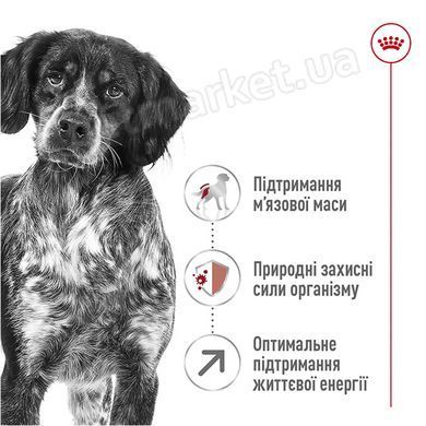 Royal Canin Medium ADULT 7 + - сухий корм для собак середніх порід старше 7 років - 4 кг % Petmarket