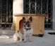 Ferplast BAITA 60 - деревянная будка для собак %