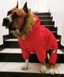 Dobaz RUIS PET Alaska - теплий комбінезон для великих собак - червоний, XL %