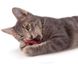 Petstages PRETZEL - Крендель з кошачою м'ятою - іграшка для котів