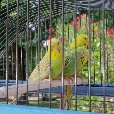 Ferplast PALLADIO 4 - клітка для папуг і птахів % Petmarket