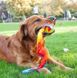 Outward Hound Comet Fetch Ball - Мяч-Комета игрушка для собак