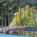 Ferplast PALLADIO 4 - клетка для попугаев и птиц %