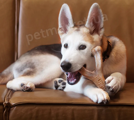 Benebone Puppy Wishbone Bacon - міцна жувальна іграшка зі смаком бекону для цуценят Petmarket