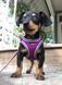 Coastal MESH Harness - шлея для цуценят і маленьких собак - S, Фіолетовий Petmarket