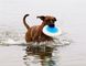Planet Dog ZOOM FLYER - Зум Флаєр - літаюча тарілка фрісбі для собак