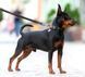 Collar WAUDOG Waterproof - водонепроницаемый ошейник для собак фастекс металл, 24-40 см, черный