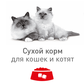 royal canin для кошек и котят